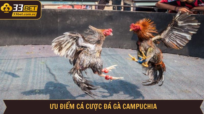Những lợi ích vượt bậc từ đá gà Campuchia